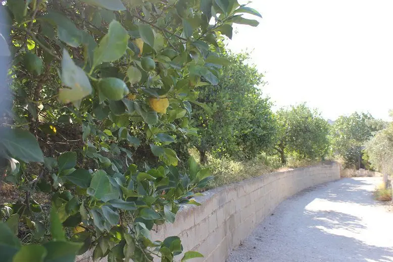 Venta Terreno en Murchas Lecrín Finca Ecológica