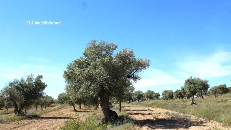 Terreno Rustico con Olivos en Maella Zaragoza