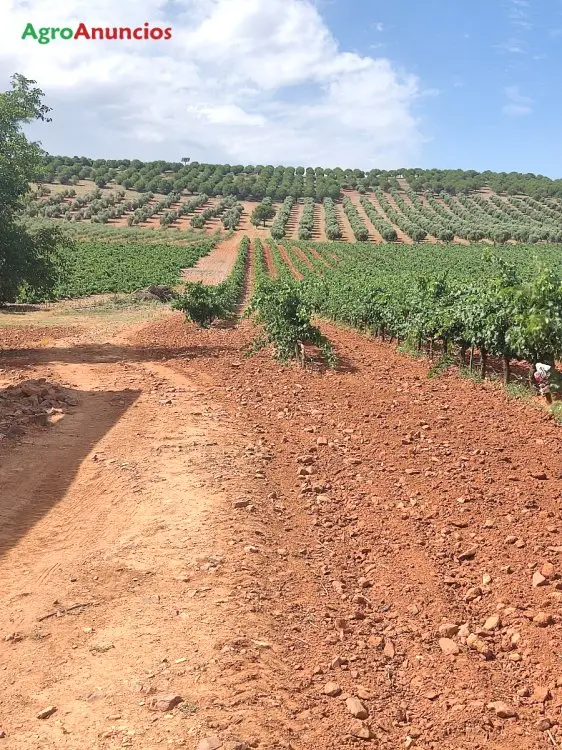 Venta  de Finca de viñedo de regadío en Ciudad Real