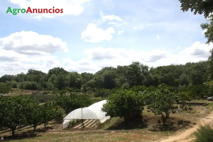 Venta  de Finca con frutales y olivos en Cáceres