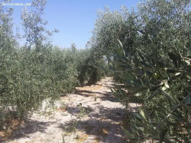 Finca de Regadío en Baena 15000m2 Plantada de Olivos