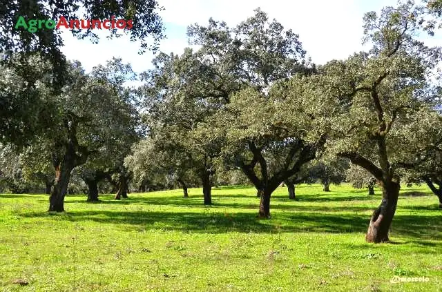 Venta  de Finca mixta ganadera y caza en Cáceres