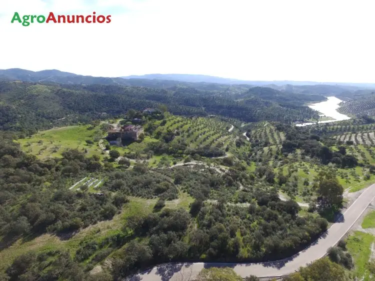 Venta  de Finca de olivos con cortijo y almazara a reformar en Córdoba