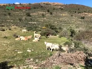 Alquiler  de Finca para ganado en Huelva