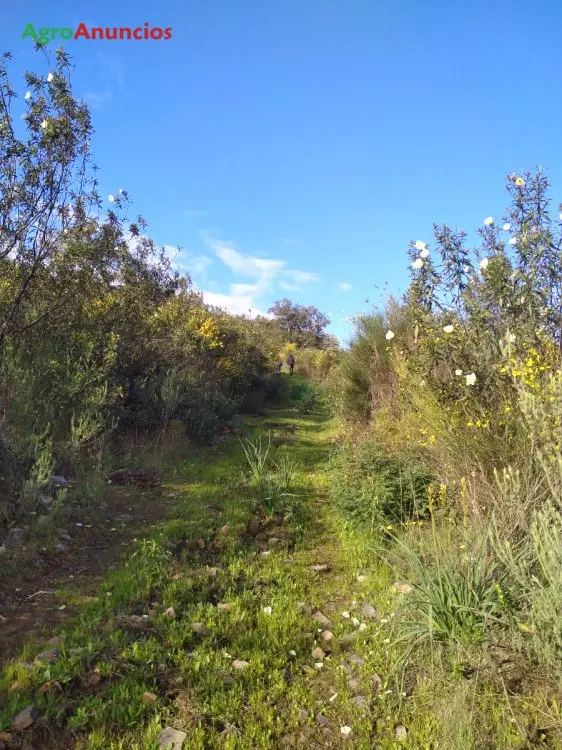 Venta  de Finca con dehesa de alcornoques en Cáceres