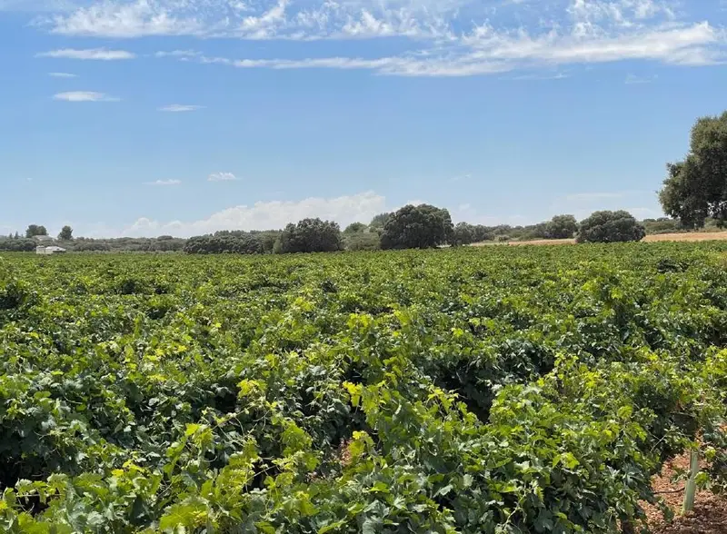 Venta Finca 146 Has Ciudad Real Viñas Pistachos