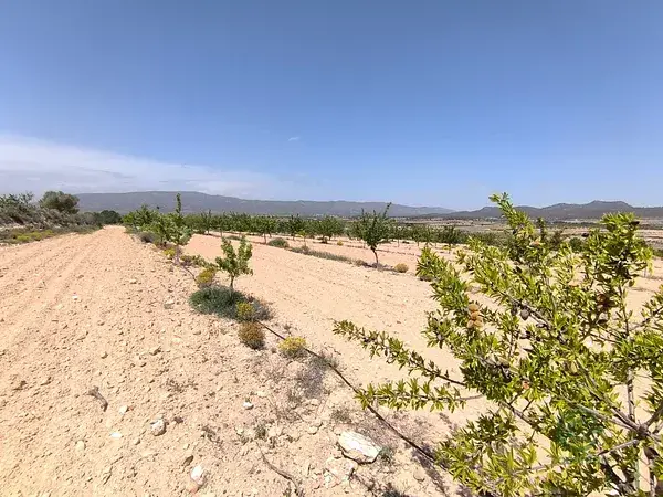 Huerto Ecológico con Almendros y Parcela Edificable en Monóvar
