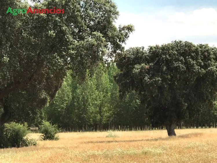 Venta  de Finca con chopera junto al río alberche en Toledo