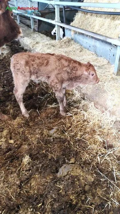 Compra  de Finca para incorporarse con vacas y labor en Salamanca