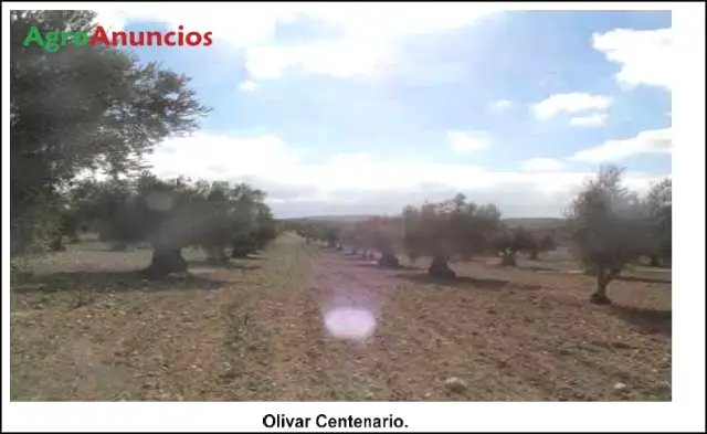 Venta  de Finca de olivar centenario en Madrid