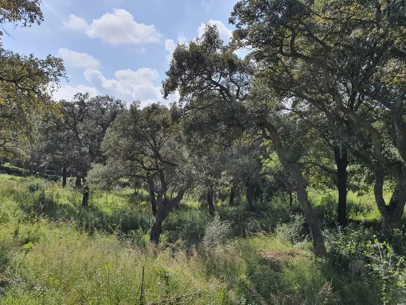 Parcela en Venta Sotogrande Cerca de Campos de Golf