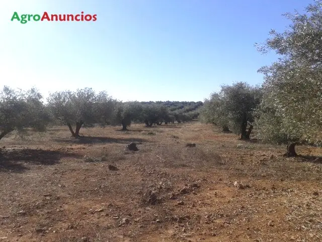 Venta  de Finca de olivar en Jaén