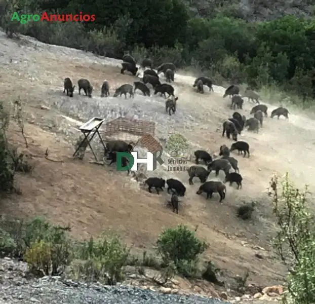 Venta  de Finca de caza en Cáceres