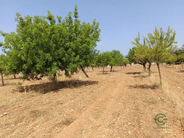 Finca Rustica Binissalem 17000m2 Vistas Tramuntana