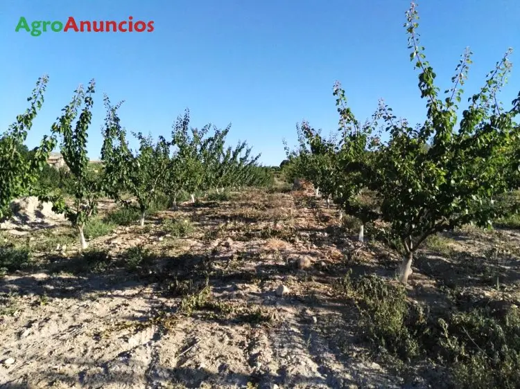 Venta  de Finca de frutales de regadio en plena producción en Albacete