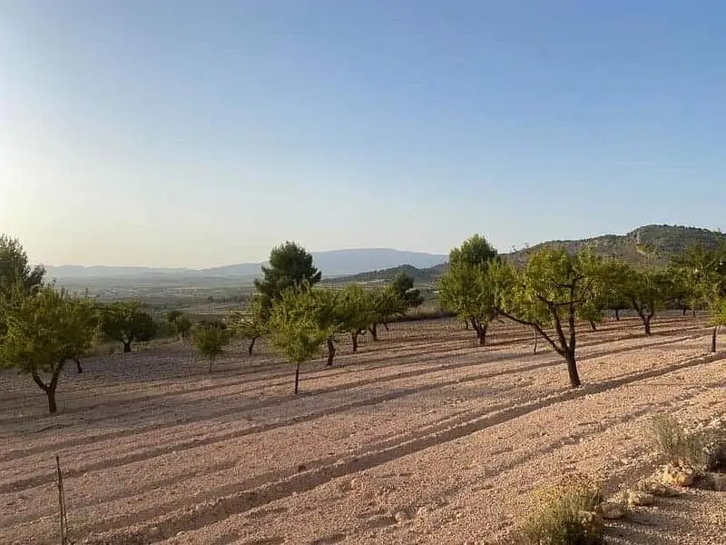 Terrenos en venta
Pinoso, Alicante