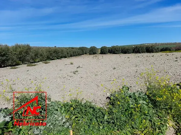 Parcela Agricola con Olivos en Sevilla Lebrija