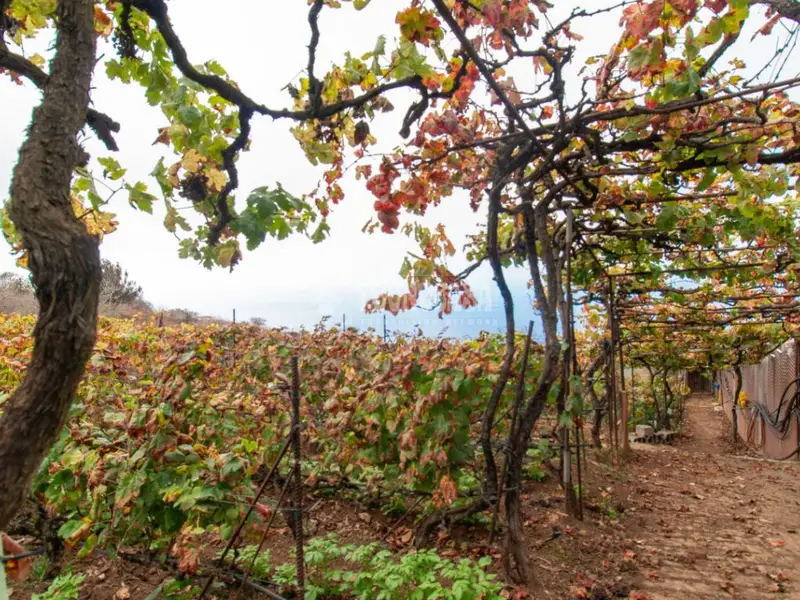 Casa rural en venta en Tacoronte