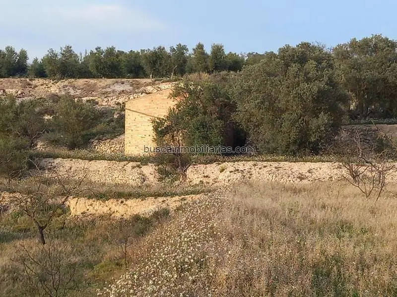 Parcela Rustica 5 Hectareas Flix Ribera dEbre