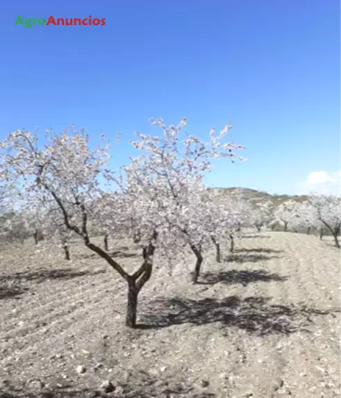 Venta  de Finca de los almendros y monte bajo en Murcia