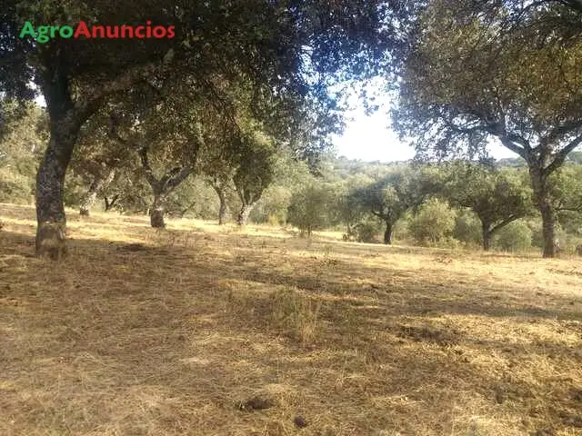 Venta  de Finca de encinas en Córdoba