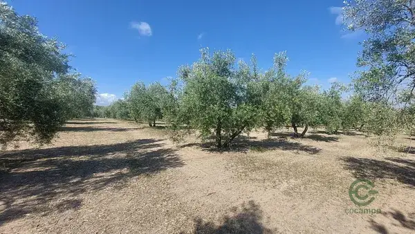 Finca Olivar Jaen Quesada 160ha 264 Plantas Regadio