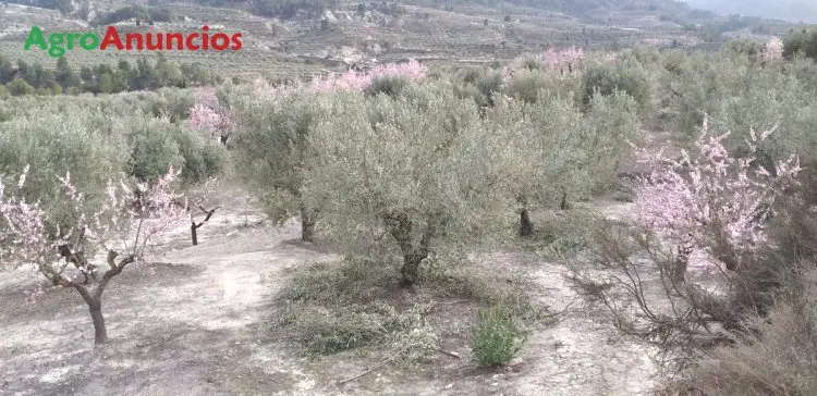 Venta  de Finca de olivar de secano en Alicante