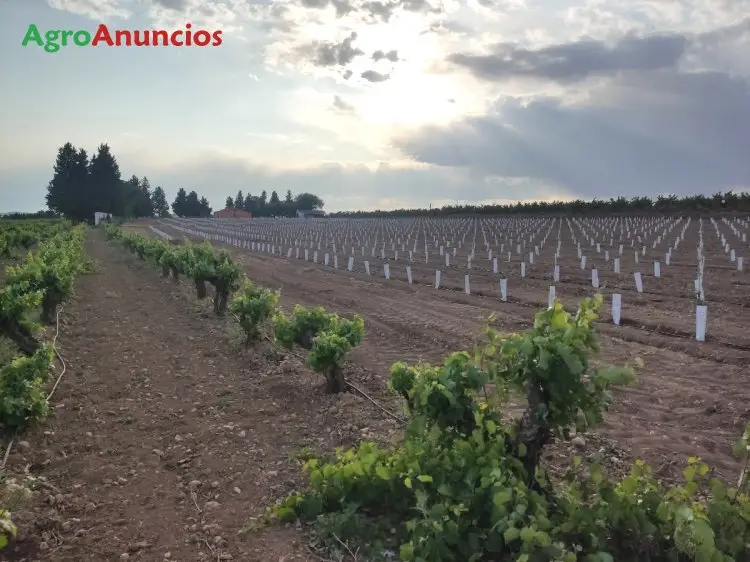 Venta  de Finca de viña baja airen de regadío en Ciudad Real