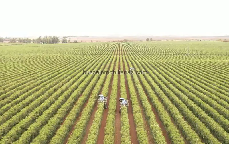 Finca de Regadío en Badajoz 415 Ha Almendros y Olivos Superintensivos