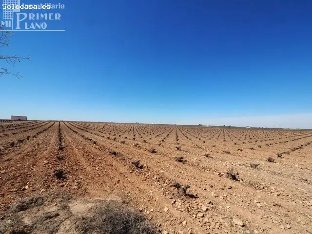 Venta de Finca con 13 Hectareas de Viña en Socuellamos