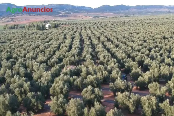 Venta  de Finca de olivos de regadio en Jaén