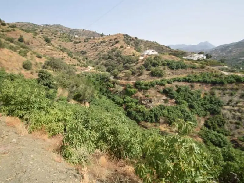 Terreno con Aguacates en Torrox Malaga