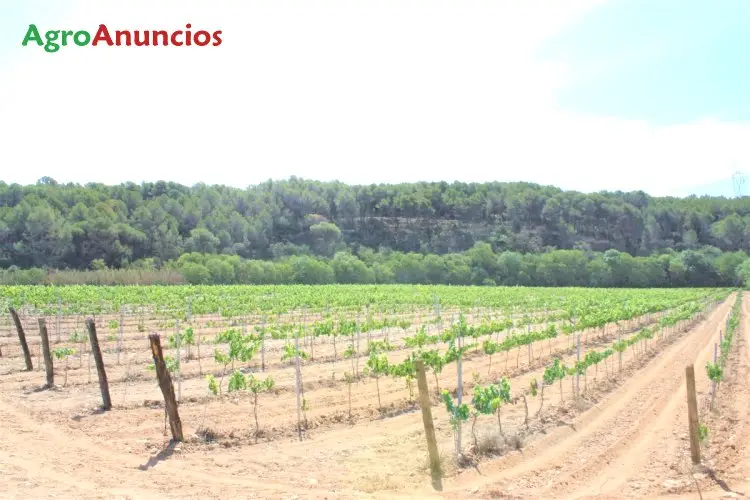 Venta  de Finca de viñedo do penedes en Barcelona