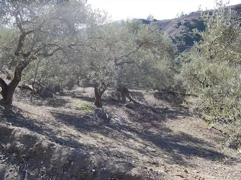 Terreno en venta Canillas de Albaida, España