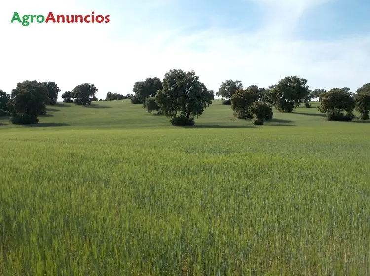 Venta  de Finca de recreo y ganadera en Guadalajara