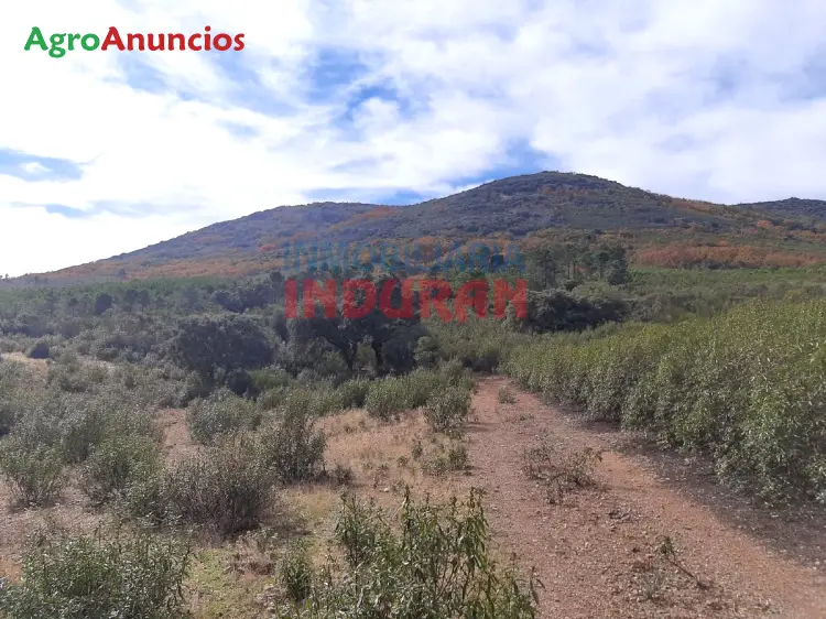 Venta  de Finca con jabalíes, corzos y venados en Toledo