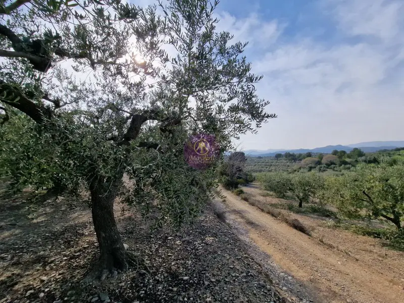 Venta Finca Rustica Reus 37 Hectareas Olivos Almendros