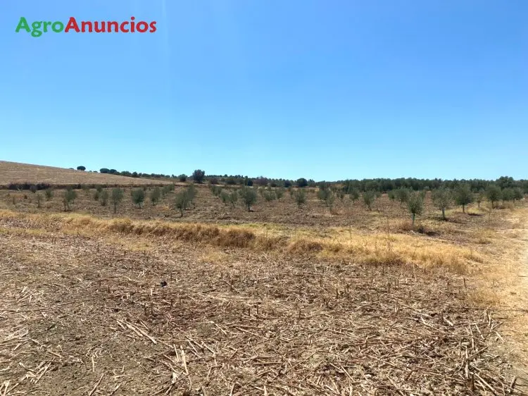 Venta  de Finca de olivos en Huelva