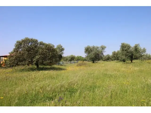 Terreno Rustico con Olivos en Esparragalejo Badajoz