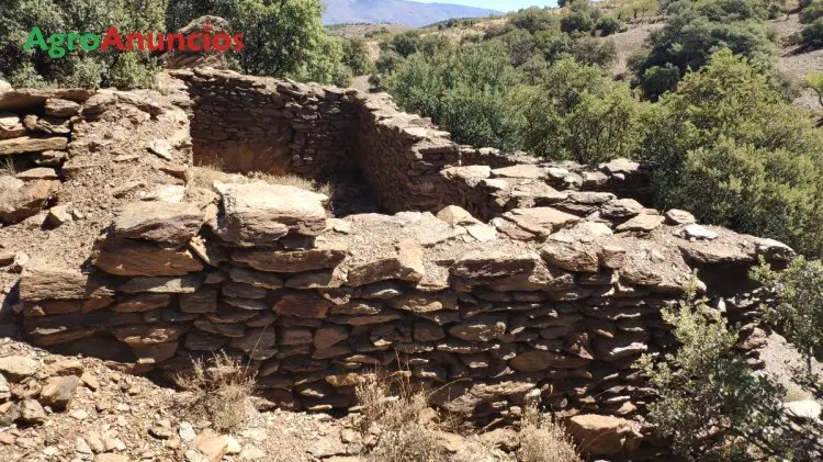 Venta  de Terreno con parras, olivos y almendros en Almería