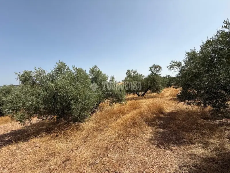Terreno con 208 Olivos Centenarios en Venta Las Navas de Tolosa