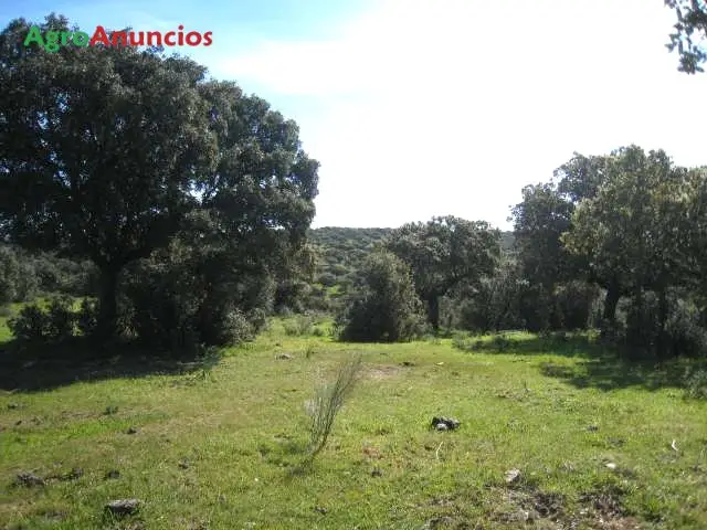 Venta  de Finca de caza con excelente cortijo en Cáceres