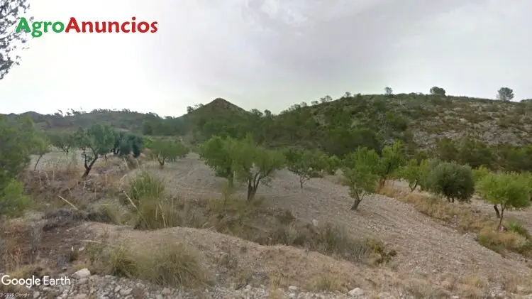 Venta Finca Almendros Jumilla Murcia