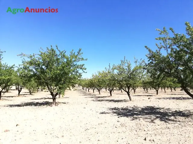 Venta  de Finca de almendros en Toledo