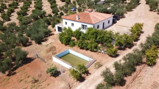Casa de Campo en Montellano con Olivar Productivo