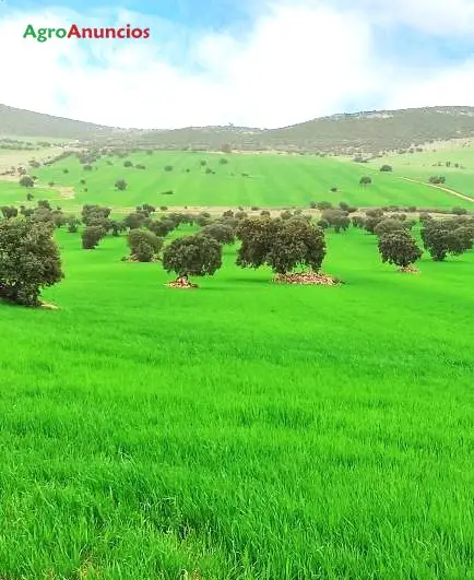 Venta  de Finca de secano y pasto arbustivo en Córdoba