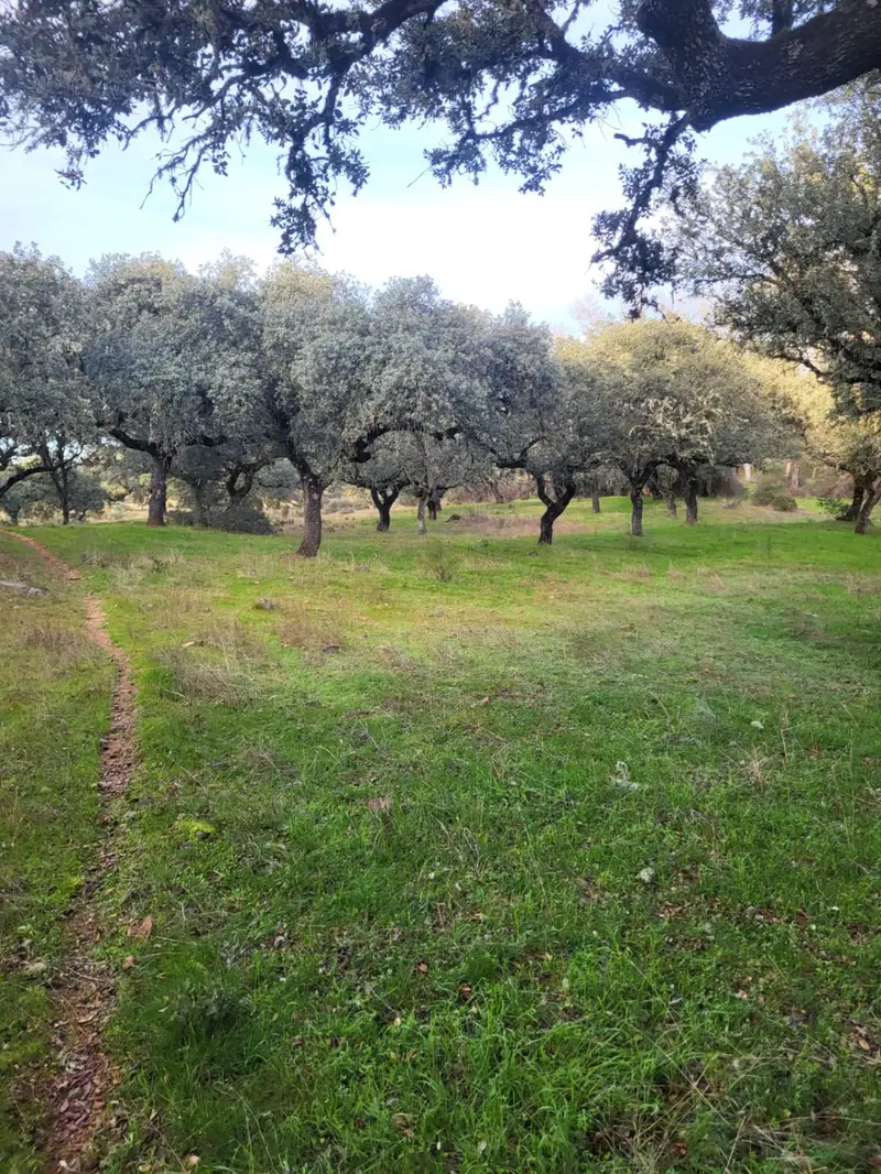 Venta Finca Ganadera Fuente Obejuna 76 Hectareas