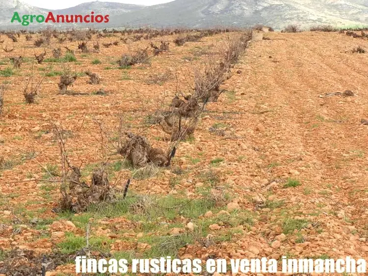 Venta  de Finca de viñas cencibel de regadío en Ciudad Real