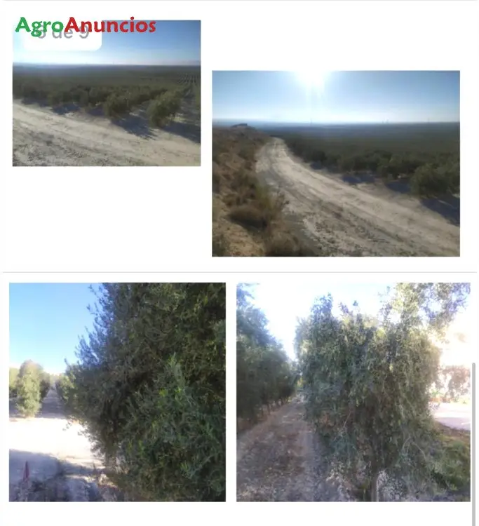 Venta  de Finca de olivar superintensivo en Granada