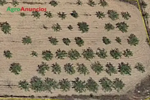 Venta  de Finca de almendros en Alicante